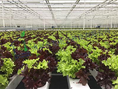 荷兰飞利浦总部参观培训